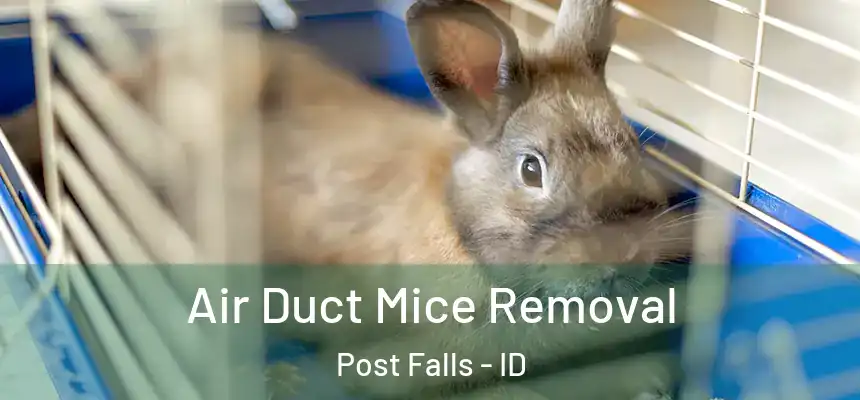  Air Duct Mice Removal Post Falls - ID